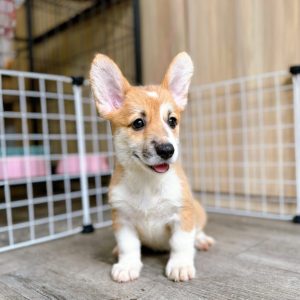 Dolly – Female White and Yellow Corgi