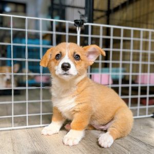 Chynna – Female White and Yellow Corgi