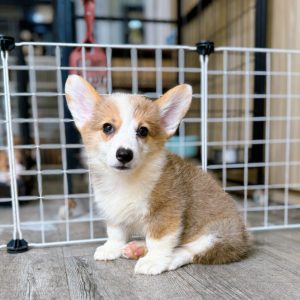 Kante – Male White and Yellow Corgi